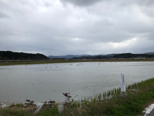 白鳥ロードの白鳥